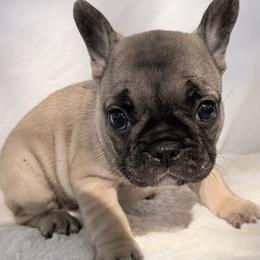 Bulldog puppies from Itsabulldogthing