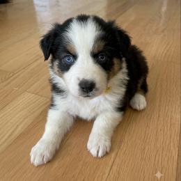 Damselfly - Black tri-color female Australian Shepherd puppy in Ellensburg, Washington from Creekside Aussies