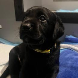 Yellow - Black male Labrador Retriever puppy in Dennis, Mississippi from Outlaw Ridge Kennels