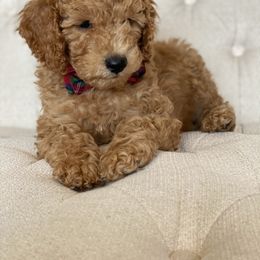Labradoodle Puppies from Ruby Doo’s Doodles