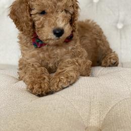 Labradoodle Puppies from Ruby Doo’s Doodles