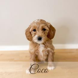 Coco - Cream female Goldendoodle puppy in Melba, Idaho from KZ Doodles