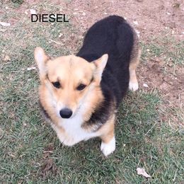 Diesel  - Pembroke Welsh Corgi