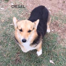 Diesel  - Pembroke Welsh Corgi