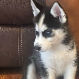 Knox - Black and white male Siberian Husky puppy in Kingstree, South Carolina from FurryPawKennel