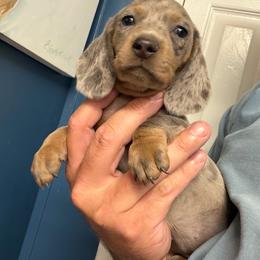 Sunny - Dapple female Dachshund puppy in Georgetown, South Carolina from Muddy Bay Kennels