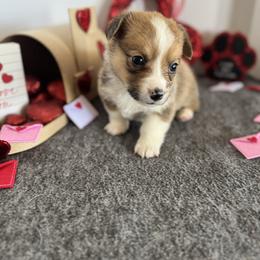 Geronimo - Sable male Pembroke Welsh Corgi puppy in Millsap, Texas from Punchy Pembroke Ranch