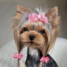 Maltipoos, Poodles, and Yorkshire Terriers from Noble Pets
