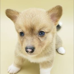 Smores - White and red Pembroke Welsh Corgi puppy in Post Falls, Idaho from Best Friend Corgi