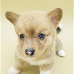 Smores - White and red Pembroke Welsh Corgi puppy in Post Falls, Idaho from Best Friend Corgi