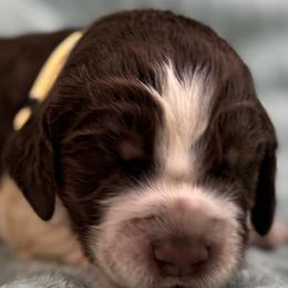 05 Yellow collar Harry - Tri-Roan male English Springer Spaniel puppy in Comer, Georgia from Stratton Spaniels