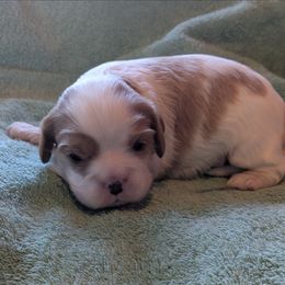 Trick or Treat - Blenheim male Cavalier King Charles Spaniel puppy in Marengo, Ohio from Buttin'Heads Cavaliers