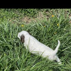 English Setter Puppies from English Setter Farms