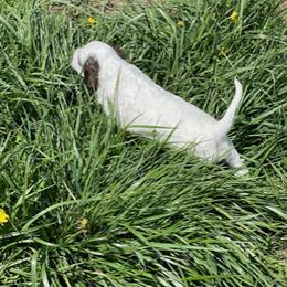 English Setter Puppies from English Setter Farms