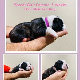 French Bulldog Puppies from Country Lace French Bulldogs