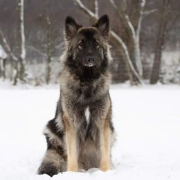 Shiloh Shepherd All Grown Up from NewMoon Shiloh Shepherds