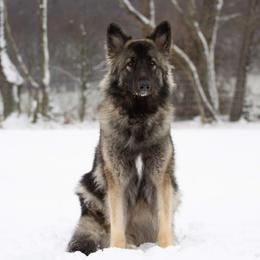 Shiloh Shepherd All Grown Up from NewMoon Shiloh Shepherds