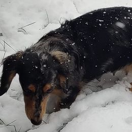 Dachshunds from Willow Moons Dachshunds