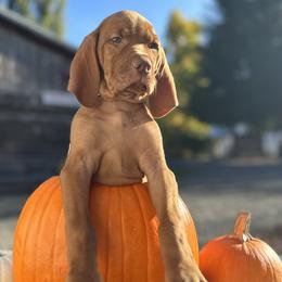 BAKER (White/Brown) - Golden rust Vizsla puppy in Port Angeles, Washington from Baldy Ridge Farm