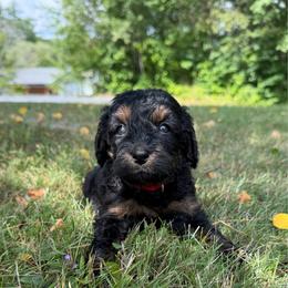 Boots - Sable male Bernedoodle puppy in Constableville, New York from Zehr’s Labradoodles & Bernedoodles