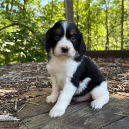 Kimber - Black white and tan female English Springer Spaniel puppy in Comer, Georgia from Stratton Spaniels
