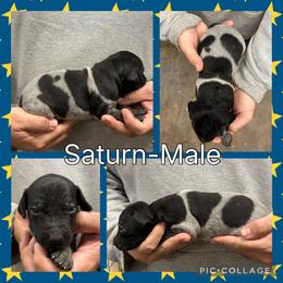 Saturn - Black roan male German Shorthaired Pointer puppy in Pierz, Minnesota from RFP Pointers German Shorthaired Pointers