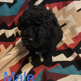 Goldendoodle Puppies from GPS Doodles