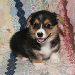 Pembroke Welsh Corgis from Early Paw Prints
