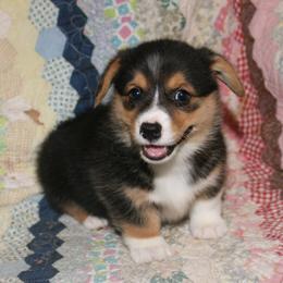 Pembroke Welsh Corgis from Early Paw Prints