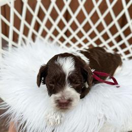 Reggie - roan - Chocolate male Australian Labradoodle puppy in Wamego, Kansas from Doodles of Oz