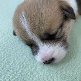 Pembroke Welsh Corgi Puppies from Wild Rose Pembroke Welsh Corgis