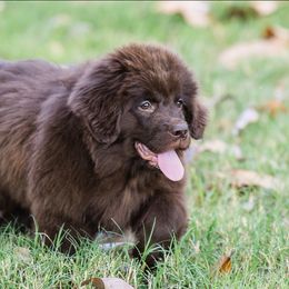 Purple Collar - Brown female Newfoundland puppy in Guthrie, Kentucky from Bourbon Water Newfoundlands
