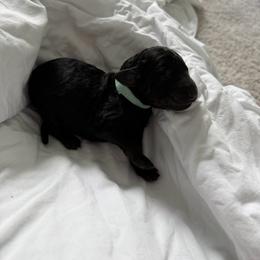 Colby - Black male Poodle puppy in Haines City, Florida from Noelle Poodles