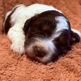 Buster - Red tri-color male Aussiedoodle puppy in Maysville, Missouri from Mini AussieDoodles on Meadow Lane