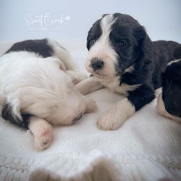 Sheepadoodle puppies from Sweet Creek Pups