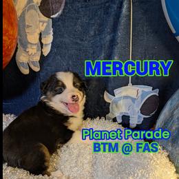 Australian Shepherd Puppies from Firelight Australian Shepherds