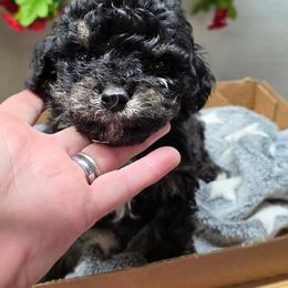Art - Phantom male Goldendoodle puppy in Chattanooga, Tennessee from Scenic City Doodles