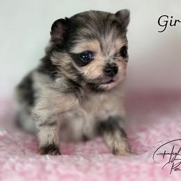 Girl 1 - Blue merle female Pomeranian puppy in Fort Jones, California from High Rocking Pom Poms