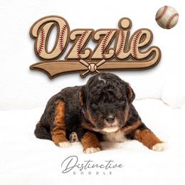 Girl 4 - female Aussiedoodle puppy in Kennesaw, Georgia from Distinctive Doodle