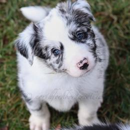 Ryze - Blue merle male Border Collie puppy in Kalispell, Montana from North Fork Border Collies