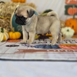 Hal - Fawn male Pug puppy in Arthur, Illinois from Perfect Pugs