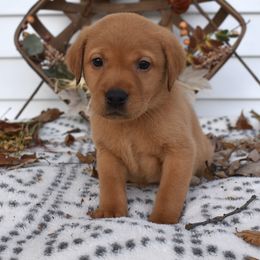 Black Boy - Yellow male Labrador Retriever puppy in Angola, Indiana from Reniers Labrador Retrievers