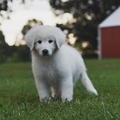 Border Collie, Bordoodle, and Maremma Sheepdog Puppies from 2J 2K Border Collies