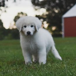 Border Collie, Bordoodle, and Maremma Sheepdog Puppies from 2J 2K Border Collies