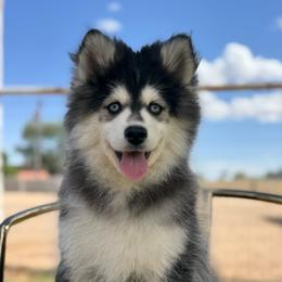 Oakley - Black and white male Pomsky puppy in Mesa, Arizona from Platinum Pomskies
