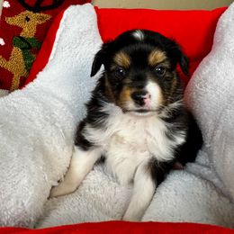 Clause - Black tri male Miniature American Shepherd puppy in Tonasket, Washington from V5 Aussies