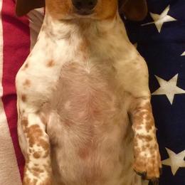 Dachshunds from Heber Valley Hounds