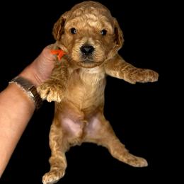 Finn (Orange) - Apricot male Goldendoodle puppy in Hot Springs, Arkansas from Hot Springs Kennels