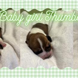 Basset Hound Puppies from Tiny Acre Cattle Co