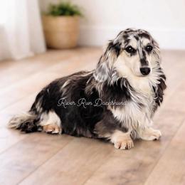 Versace - Dachshund